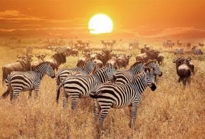 Best Adventure Safaris and Luxury Safari in Kenya