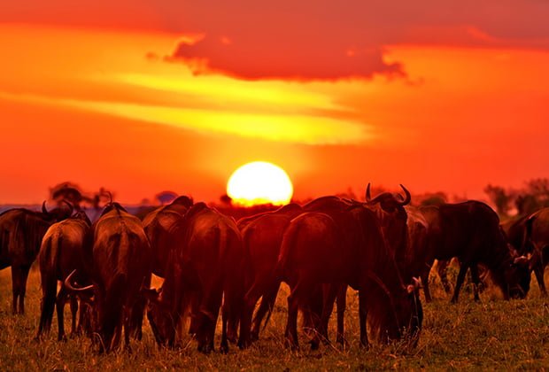 4 days masai mara lake nakuru