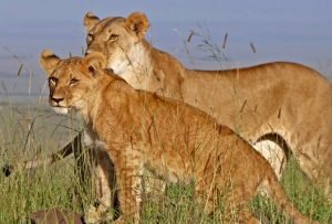 Camping Safaris Kenya 