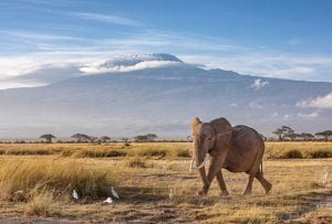 4 Days Masai Mara National Reserve Safari 