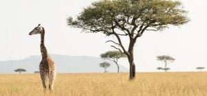 Tailor-Made Kenya Safari Experiences