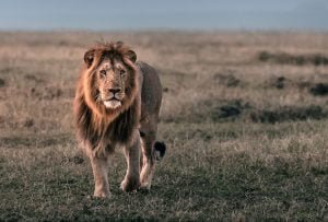 Best Kenya Safari 