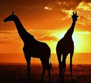 Tailor-Made Kenya Safari Experiences