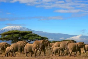  Best Wildlife Tours in Kenya