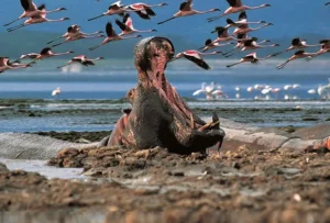 Hippo basking in the waters of Lake Naivasha Kenya showcasing the wildlife experience with Best Camping Tours