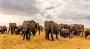  Best Wildlife Tours in Kenya