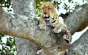  Best Wildlife Tours in Kenya