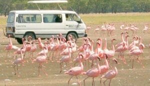 best Kenya Safaris