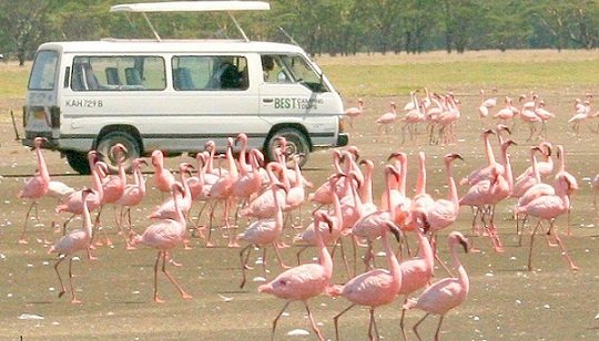 6 day safari exploring Lake Naivasha Lake Nakurus flamingos and Masai Mara wildlife