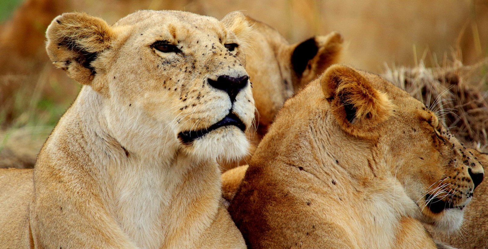 camping packages in Kenya adventure