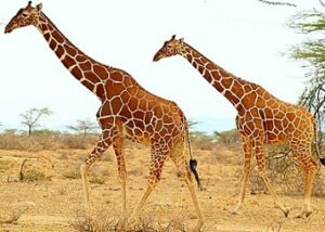  Best Wildlife Tours in Kenya