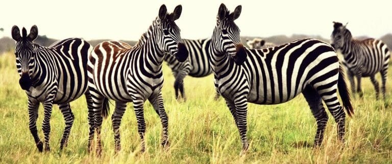 Best Time to Visit Kenya Safari