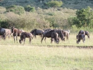 Camping in Kenya