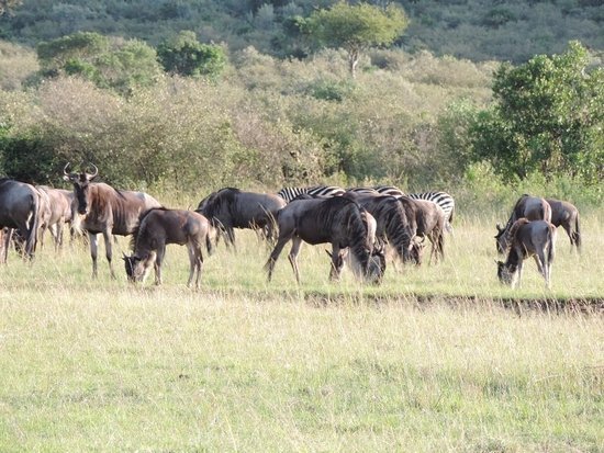 Camping Safari Kenya Adventure