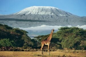 3 Days Amboseli & Mt. Kilimanjaro Safari Adventures