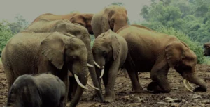 Kenya Safari Camping & Lodges