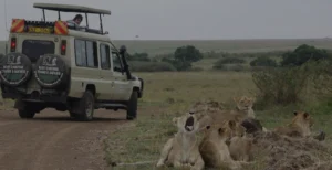 Best Safari Companies in Kenya