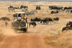 3 Days Amboseli & Mt. Kilimanjaro Safari Adventures