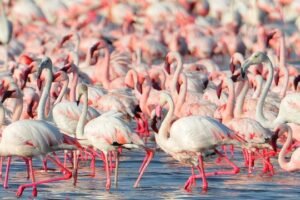 6-Day Tour to Lake Naivasha Adventures