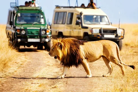 Best Safari Companies in Kenya