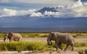 3 Days Amboseli & Mt. Kilimanjaro Safari Adventures