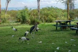 6-Day Tour to Lake Naivasha Adventures