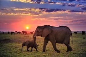 best Kenya Safaris