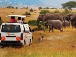 Best Safari Companies in Kenya