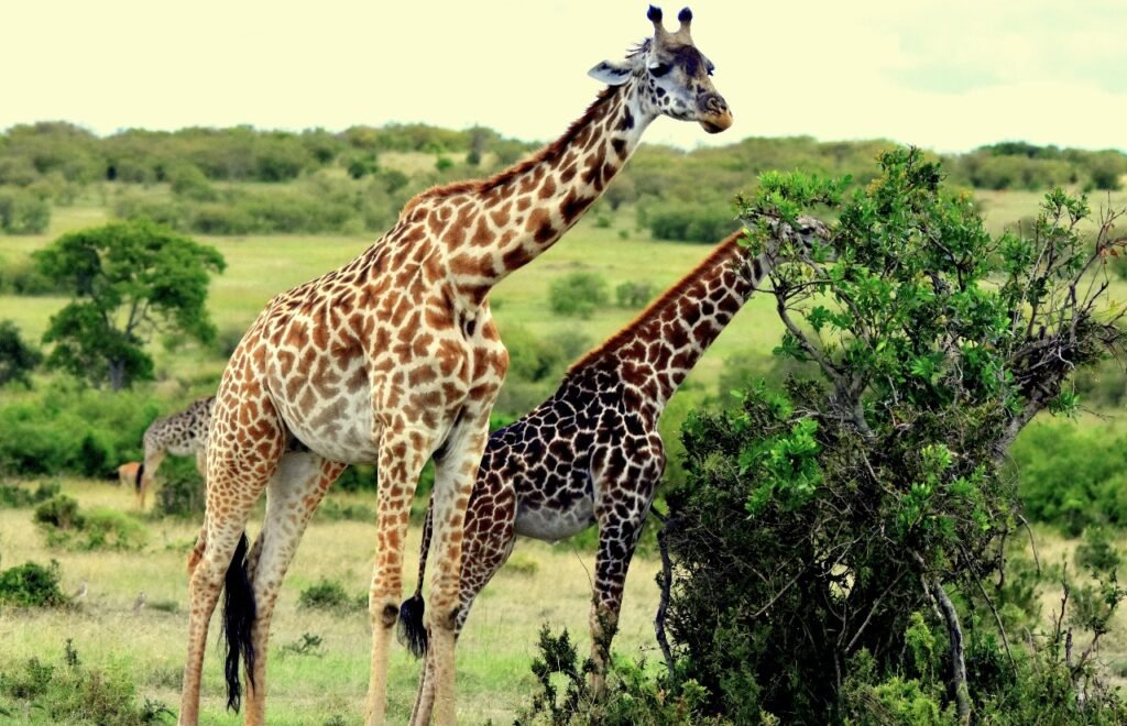 Best Time to Visit Kenya Safari